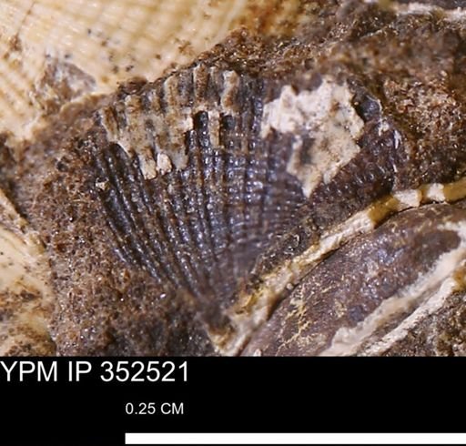 undet. Bivalvia