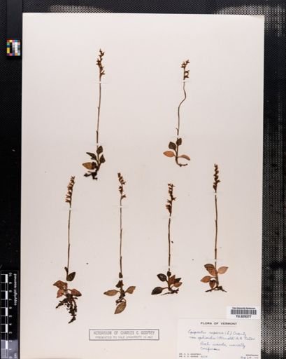 Plantae