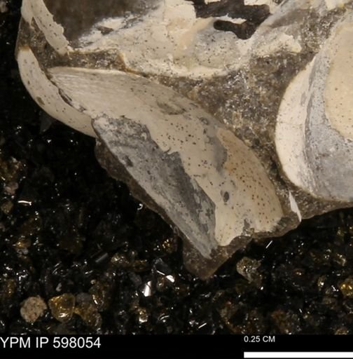 Protocardia?