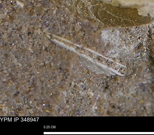 undet. Bivalvia