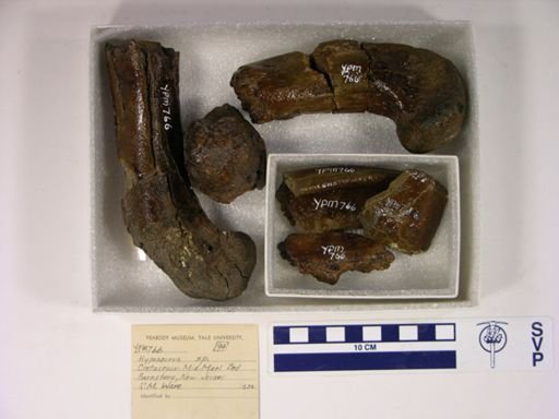 Hyposaurus sp.