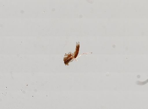 Pyrgulopsis nevadensis