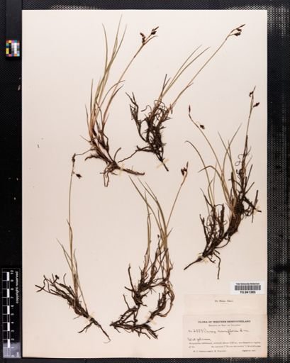 Carex rariflora