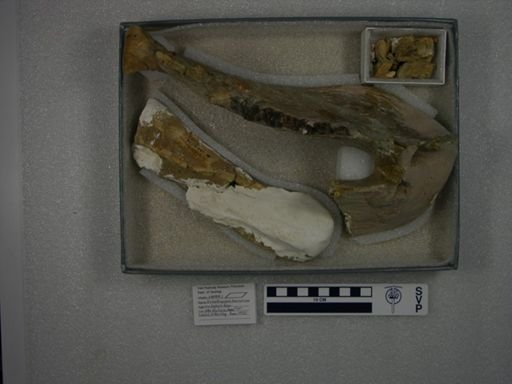 Probathyopsis harrisorum