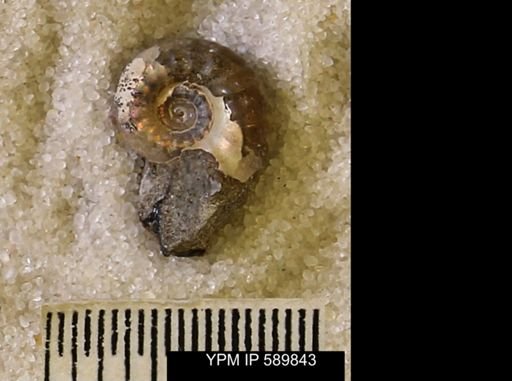 Hoploscaphites comprimus