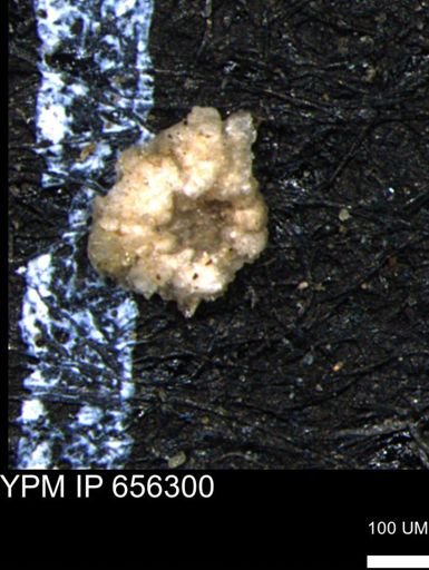 Alveolophragmium linki