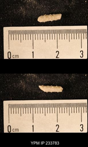 Archaeocidaris sp.