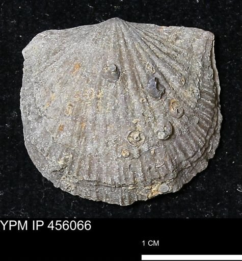 Platystrophia sp.