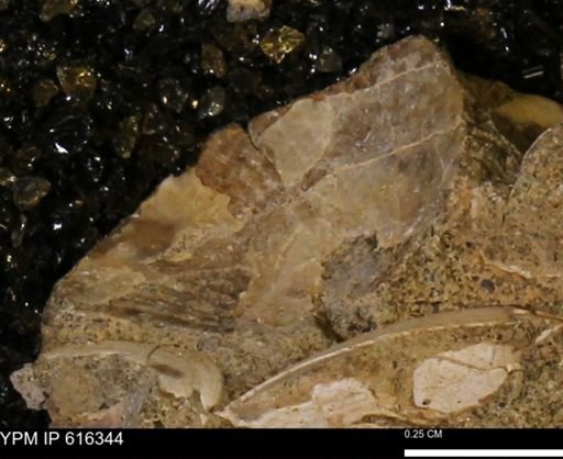 undet. Bivalvia