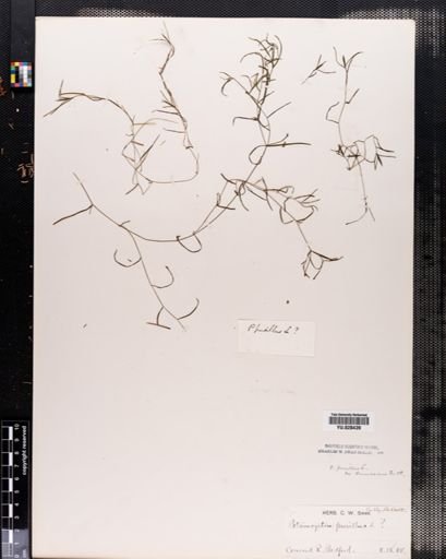 Plantae