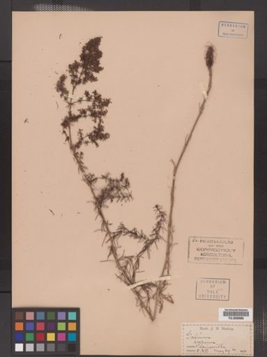 Galium verum