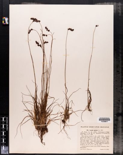 Luzula spicata