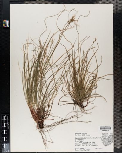 Carex artitecta