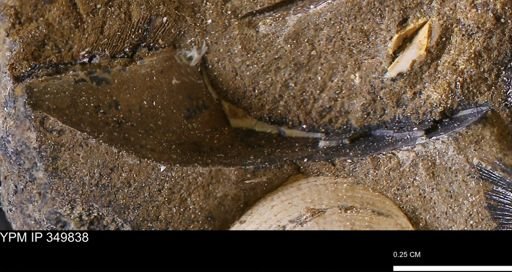 undet. Bivalvia