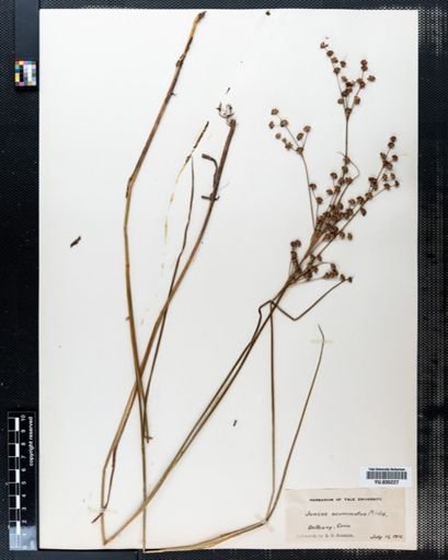 Juncus acuminatus