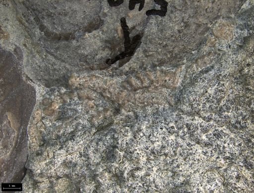 Aplocoma damesii