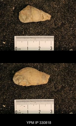 Meekospira peracuta choctawensis