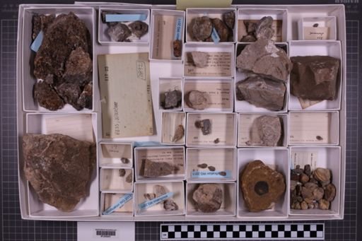 mixed taxa, stratigraphic collection