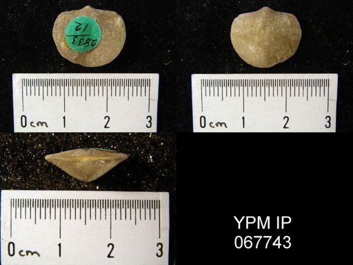 Dalmanella subcarinata