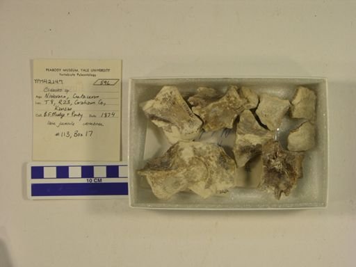 Clidastes sp.