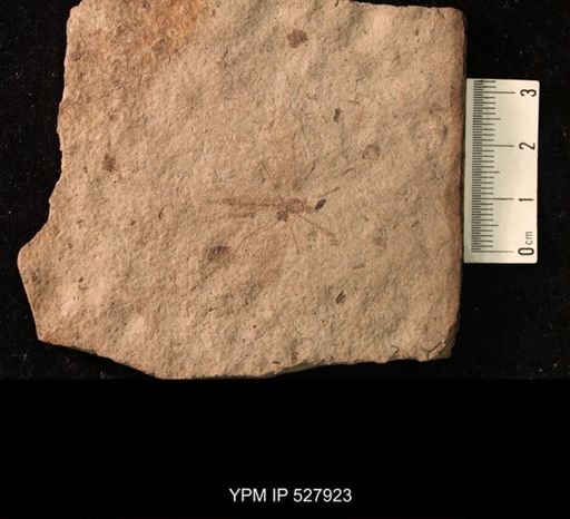 Tipulidae?