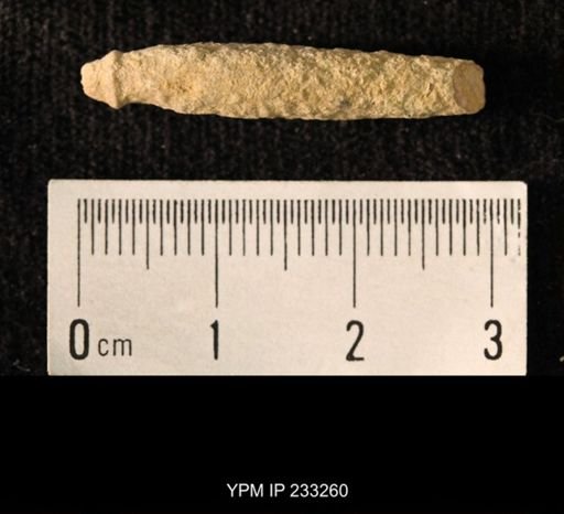 Archaeocidaris sp.