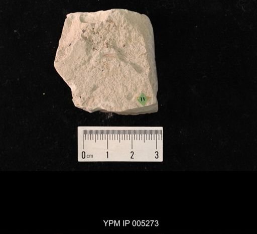 Lecorium elongatum