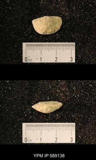 Sowerbyella sp.