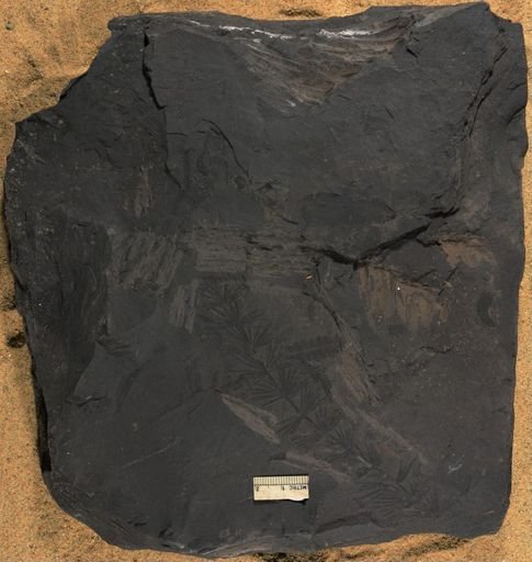 Asterophyllites sp.