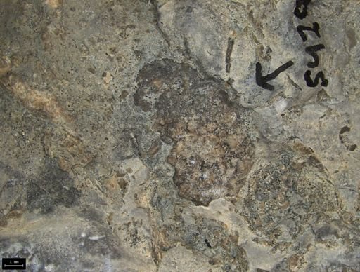 Aplocoma damesii