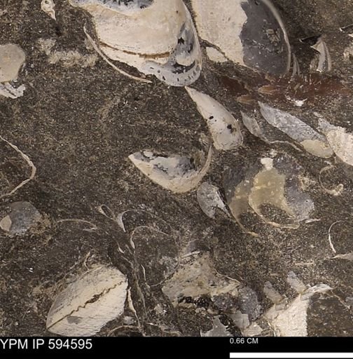 Protocardia sp.