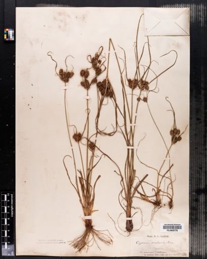 Cyperus ovularis