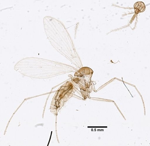 Lutzomyia evansi