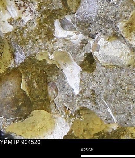 Corbulamella?
