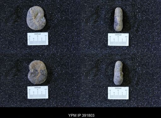 Scaphites whitfieldi