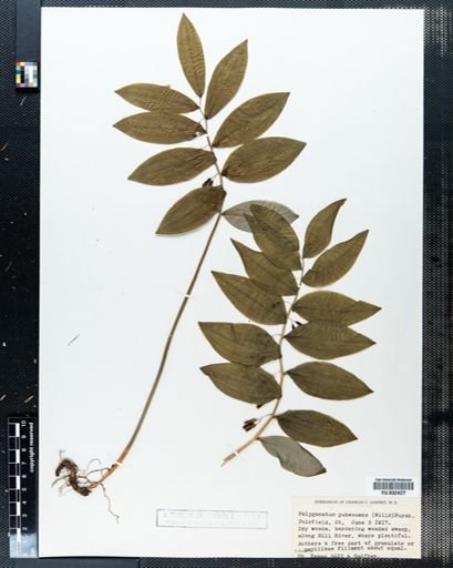 Polygonatum pubescens