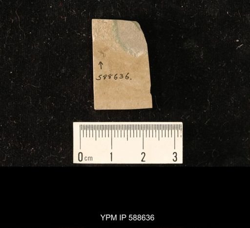undet. Hymenoptera