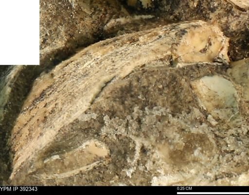 Protocardia subquadrata
