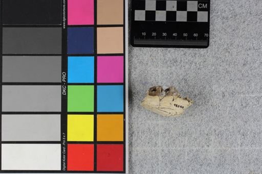 Merycoidodon culbertsoni