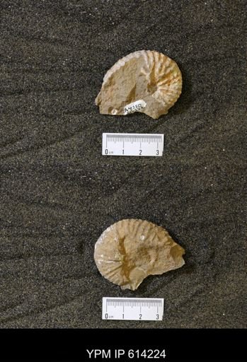 Hoploscaphites sp.