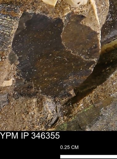 undet. Mollusca