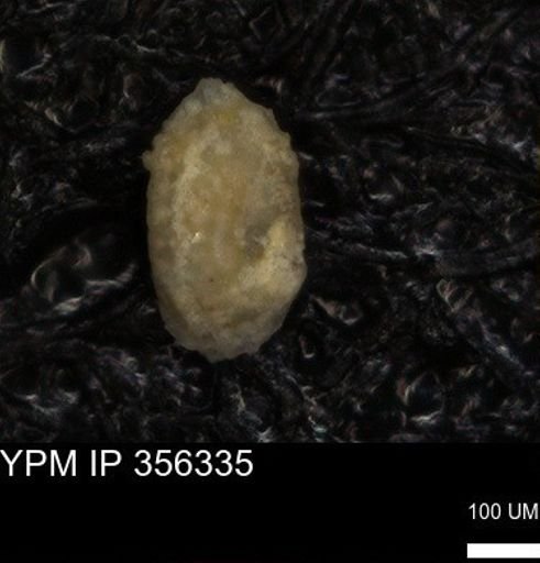 undet. Foraminiferida