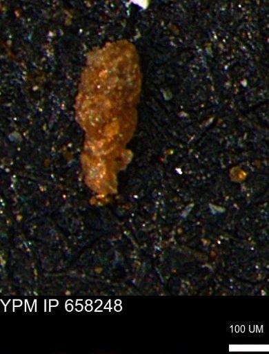 Verneuilinoides kansasensis