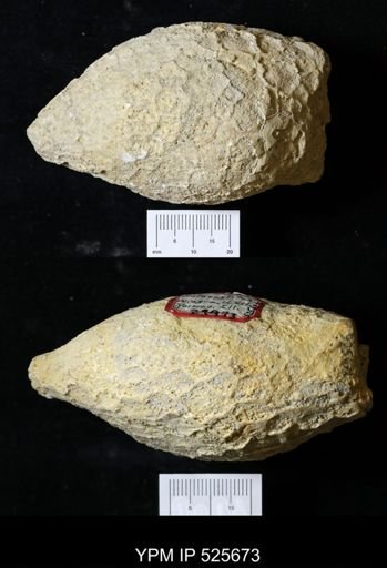 Holocystites sp.