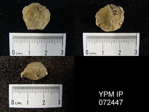 Atrypa tennesseensis