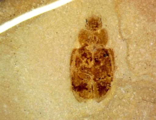 undet. Coleoptera