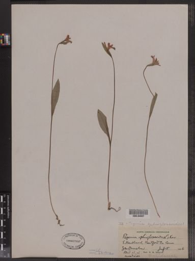 Pogonia ophioglossoides
