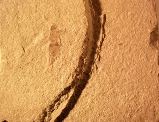 undet. Dermaptera
