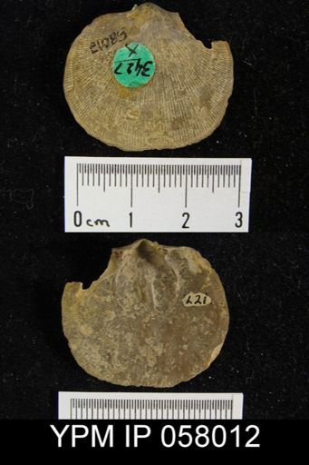 Rhipidomella oblata