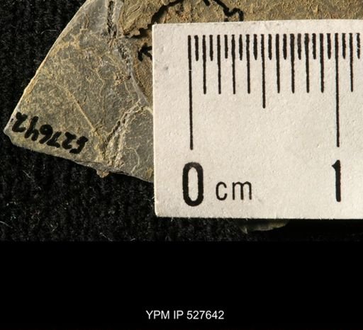 Ophiuroidea